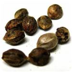 Семена марихуаны АК-47  (Seeds AK-47) в Тарко-Сале